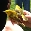 Yellow Warbler