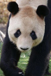 Free Download Panda World APK for PC