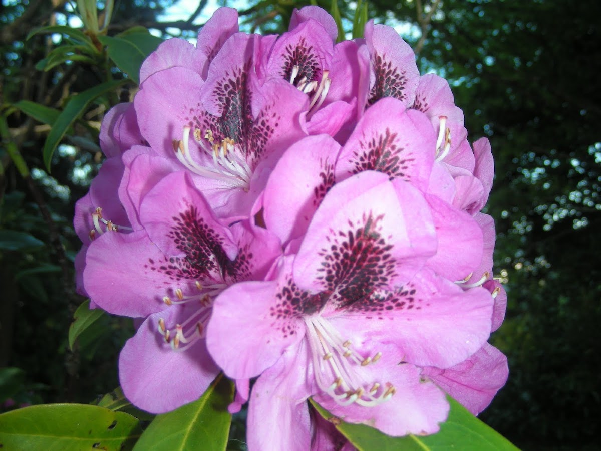Rhododendron (mauve)