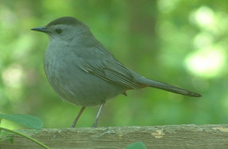 Gray Catbird