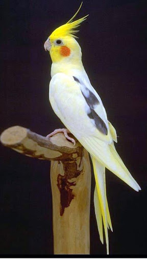 Cockatiel Lover