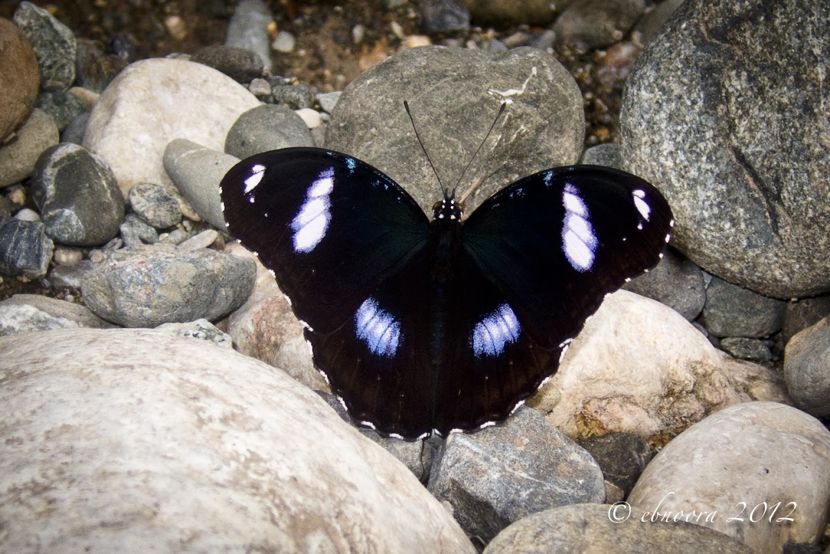 Great Eggfly, Common Eggfly (Male)