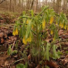 Bellwort-Uvularia perfoliata