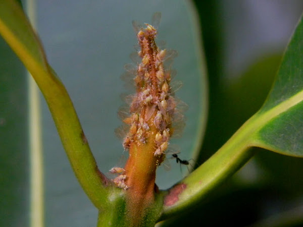 jumping plant lice (Calophyllum Psyllid?) | Project Noah