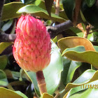 Magnolia Seed Pods