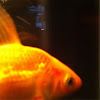 Fan tail goldfish
