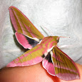 Moon Music Moths & Other Flying Insects