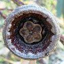 Eucalyptus seed Pod