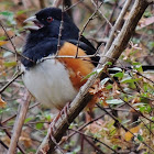 Eastern Towhee