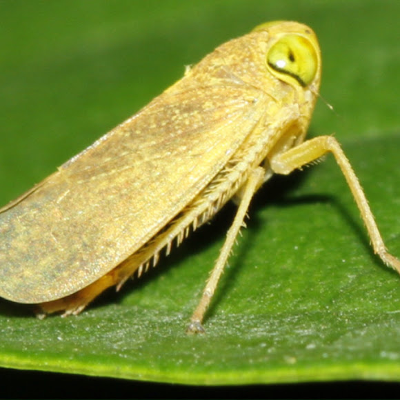 Green Leaf hopper Project Noah