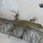 Balkan wall lizard