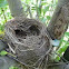 American robin nest