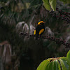 Regent Bowerbird, Male