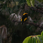 Regent Bowerbird, Male