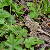 Fowler's Toad