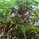 Garden Croton