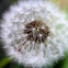 Dandelion seed head 