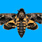 GREATER DEATH'S HEAD HAWKMOTH
