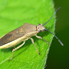 Leaf-footed bug