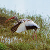 American White Ibis (juvenile)