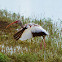 American White Ibis (juvenile)