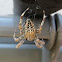 Cross Orbweaver Spider