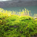 Fountain Moss