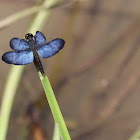 Dragonfly Morpho