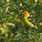 Western Tanager