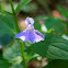 Square Stem Monkey Flower