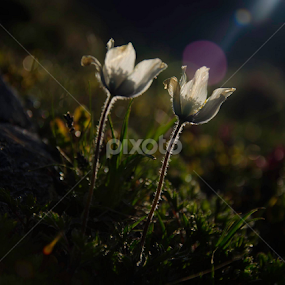 by Calin Covaci - Uncategorized All Uncategorized