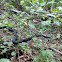 Black rat snake