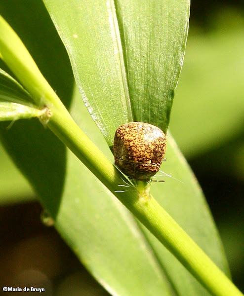 Kudzu bug | Project Noah