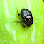 Native dung beetle