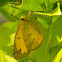 Three-spot Grass Yellow butterfly