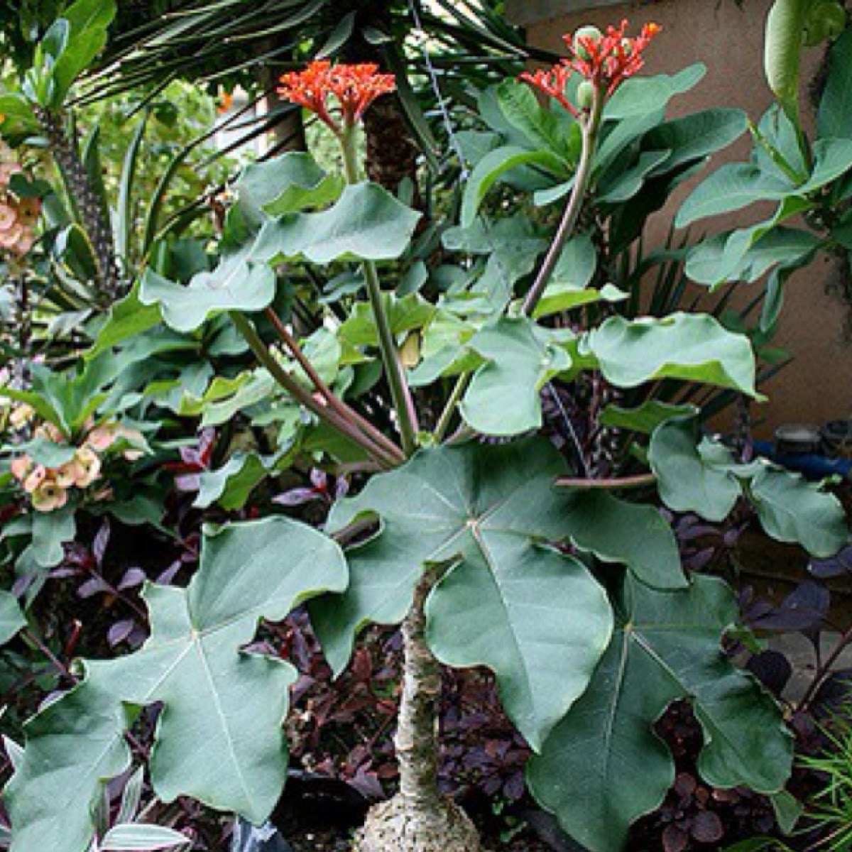 Jatropha podagrica