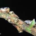 Treehoppers