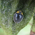 Yellow Shouldered Ladybird