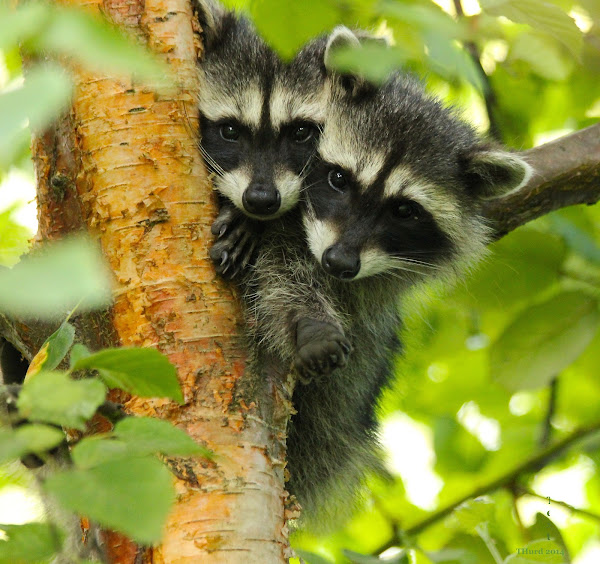 Baby Raccoons Project Noah