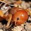 Jerusalem Cricket