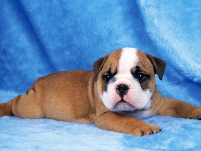 Puppy Dog Wallpaper Screenshots 14