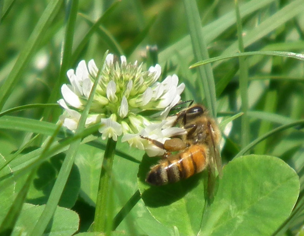 European Honey Bee