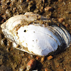 Unionid mussel