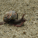 Pacific Sideband Snail