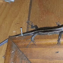 SOUTHEASTERN FIVE-LINED SKINK