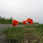 Corn rose, Klatschmohn