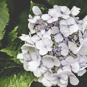 Grace by Anthony Papa - Flowers Flower Gardens