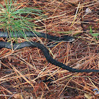 Northern Black Racer