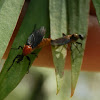 Bibio flies -mating