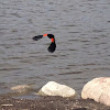 Red-Winged Blackbird